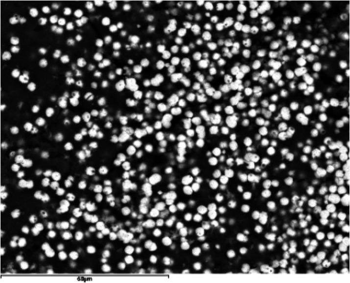 https://cdn.ncbi.nlm.nih.gov/pmc/blobs/2471/12176897/4bac9c746f55/froh-06-1610977-g007.jpg