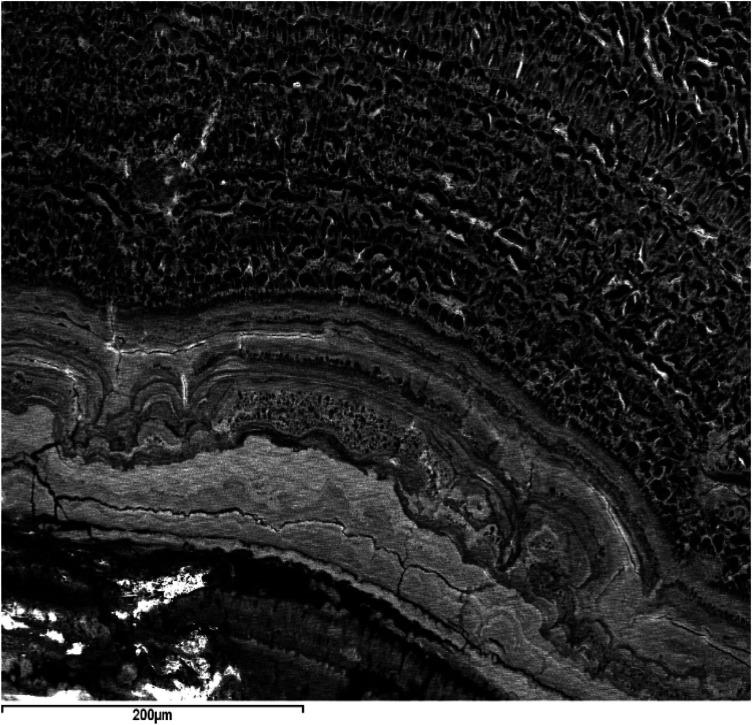 https://cdn.ncbi.nlm.nih.gov/pmc/blobs/2471/12176897/882858e073e6/froh-06-1610977-g008.jpg