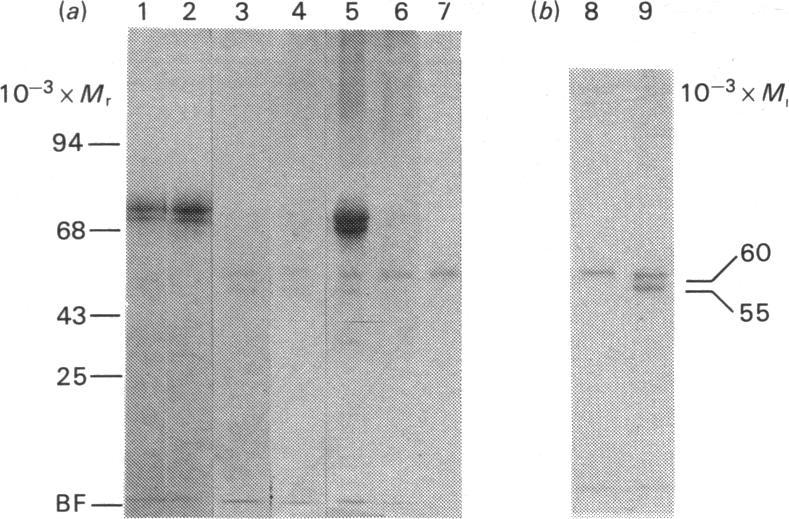https://cdn.ncbi.nlm.nih.gov/pmc/blobs/2474/1153605/d9586010201d/biochemj00327-0165-a.jpg