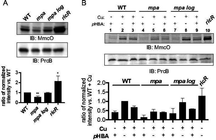 https://cdn.ncbi.nlm.nih.gov/pmc/blobs/2476/10470581/4d9459fdb784/mbio.00363-23.f003.jpg