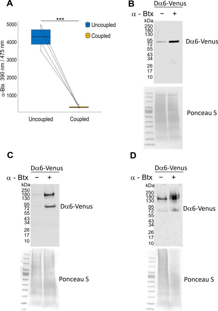https://cdn.ncbi.nlm.nih.gov/pmc/blobs/2478/9110030/37e1155256bd/elife-74322-fig3-figsupp1.jpg