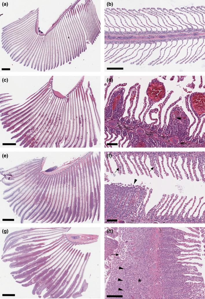 https://cdn.ncbi.nlm.nih.gov/pmc/blobs/247b/9543555/35a48dbf5ba7/JFD-45-1301-g004.jpg