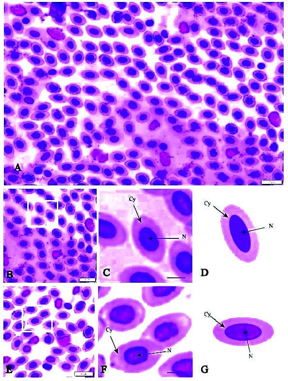 https://cdn.ncbi.nlm.nih.gov/pmc/blobs/247d/10583840/24b409a4bbd1/TLSR-34-3-113-g001.jpg