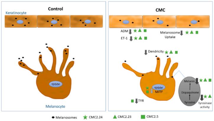 https://cdn.ncbi.nlm.nih.gov/pmc/blobs/247e/8199869/ea908f1aefda/ijms-22-06043-g004.jpg
