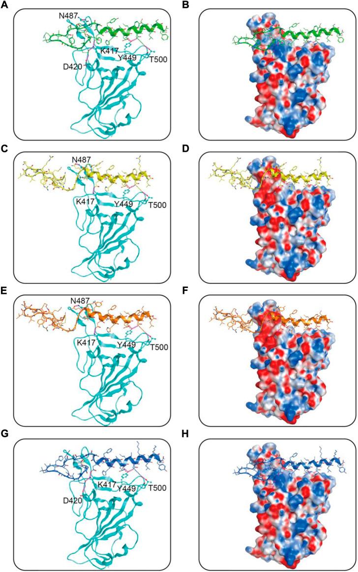 https://cdn.ncbi.nlm.nih.gov/pmc/blobs/2482/9627161/e9cc6966ec56/fphar-13-1041331-g004.jpg