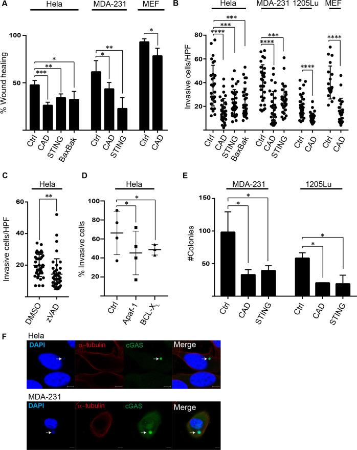 https://cdn.ncbi.nlm.nih.gov/pmc/blobs/2483/8990075/f451796bfda4/41419_2022_4768_Fig3_HTML.jpg