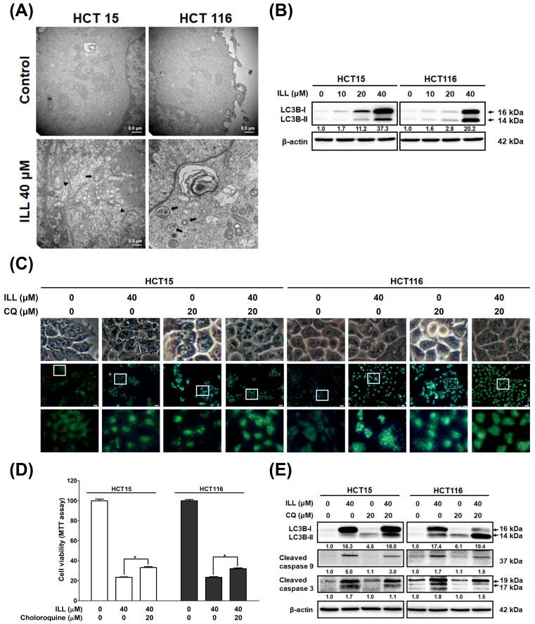 https://cdn.ncbi.nlm.nih.gov/pmc/blobs/2485/10532319/feb3e2817ce7/ijms-24-14246-g004.jpg