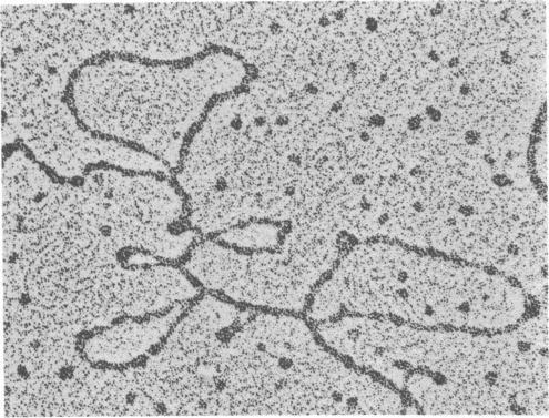 https://cdn.ncbi.nlm.nih.gov/pmc/blobs/2485/383577/ecf189c3c4fc/pnas00005-0174-a.jpg