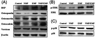https://cdn.ncbi.nlm.nih.gov/pmc/blobs/2486/8451839/5c5b37cd9546/JOR-39-1633-g005.jpg