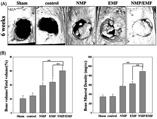 https://cdn.ncbi.nlm.nih.gov/pmc/blobs/2486/8451839/ce09ae58c78f/JOR-39-1633-g002.jpg