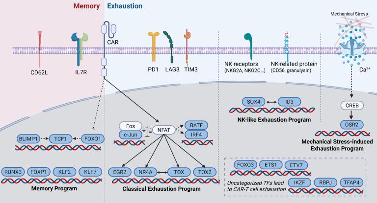 https://cdn.ncbi.nlm.nih.gov/pmc/blobs/248a/12288973/0d5c86b5c362/jciinsight-10-193048-g185.jpg