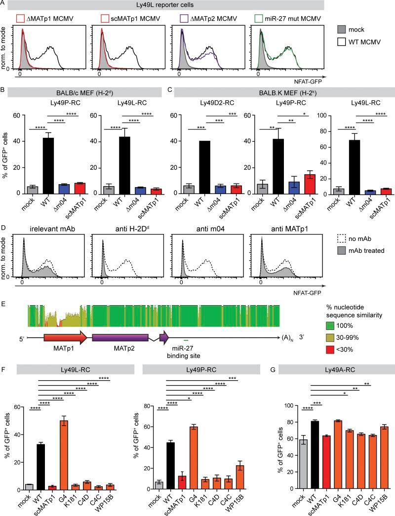 https://cdn.ncbi.nlm.nih.gov/pmc/blobs/248c/6683999/5ebe51a51211/JEM_20182213_Fig7.jpg