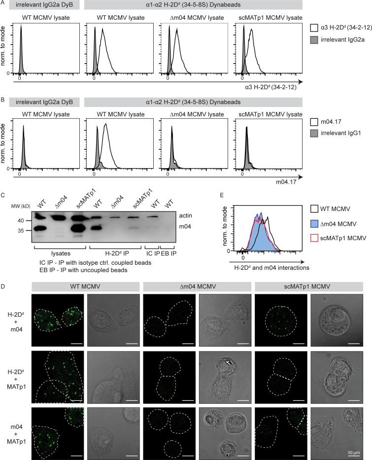 https://cdn.ncbi.nlm.nih.gov/pmc/blobs/248c/6683999/5fe9f8ff56d0/JEM_20182213_Fig4.jpg