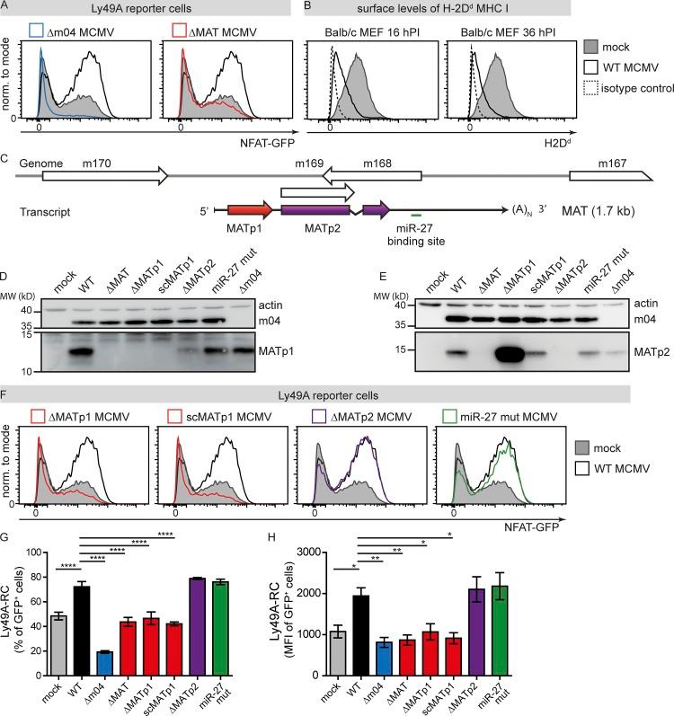 https://cdn.ncbi.nlm.nih.gov/pmc/blobs/248c/6683999/c13c4ccac561/JEM_20182213_Fig1.jpg