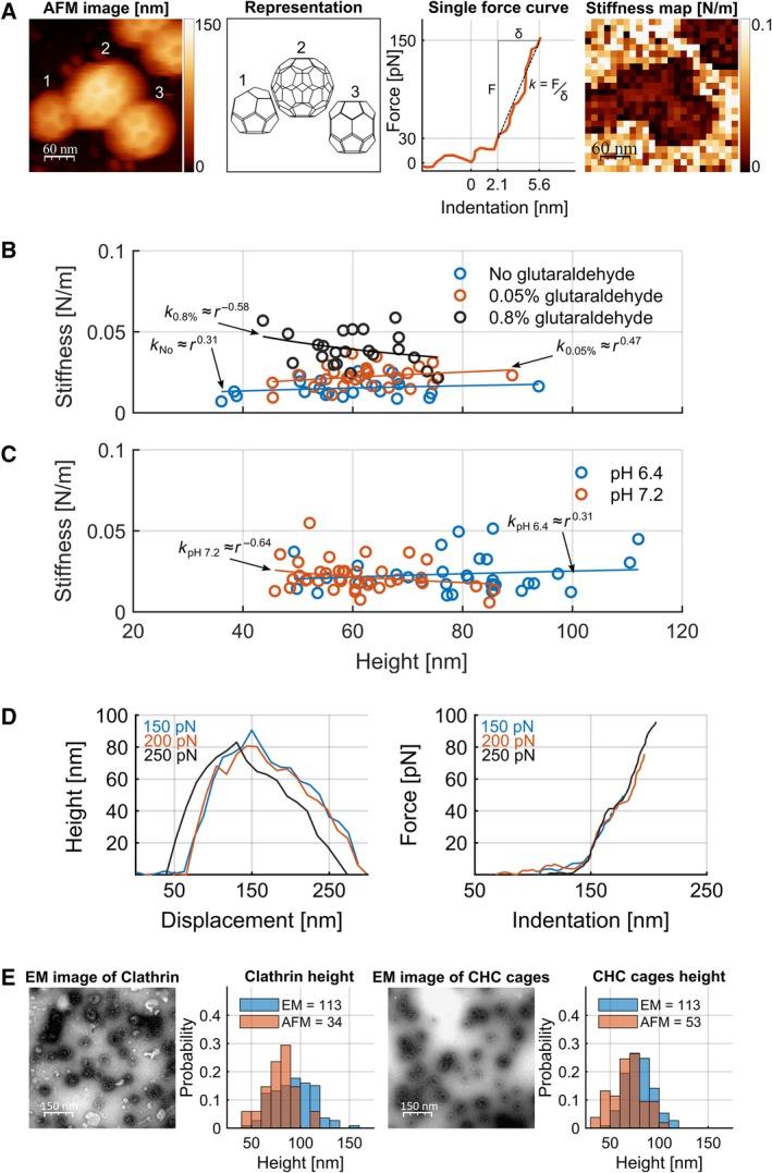 https://cdn.ncbi.nlm.nih.gov/pmc/blobs/248e/6852553/8b1187bff932/FEBS-286-4074-g001.jpg