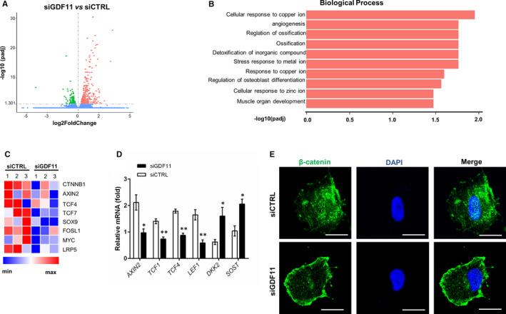 https://cdn.ncbi.nlm.nih.gov/pmc/blobs/2490/7576269/103d538e11e9/JCMM-24-11457-g004.jpg