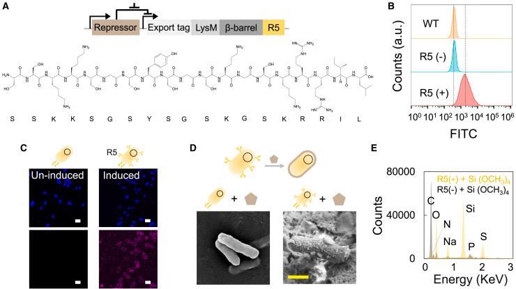 https://cdn.ncbi.nlm.nih.gov/pmc/blobs/2492/12182305/320ac51a149e/gr2.jpg