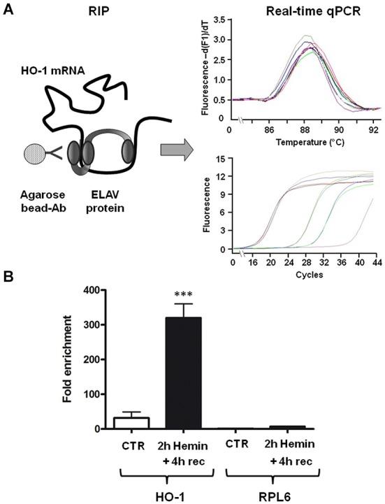 https://cdn.ncbi.nlm.nih.gov/pmc/blobs/2492/4295526/e2d38b003006/fncel-08-00459-g0002.jpg