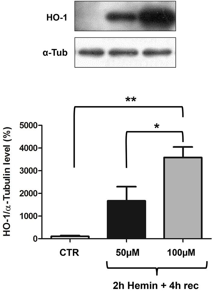 https://cdn.ncbi.nlm.nih.gov/pmc/blobs/2492/4295526/f769c49684ee/fncel-08-00459-g0003.jpg