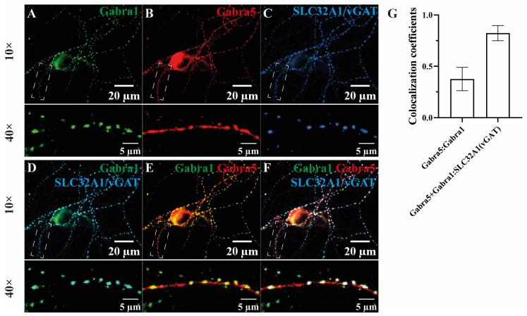 https://cdn.ncbi.nlm.nih.gov/pmc/blobs/2494/10778189/05c6cc7a4bbf/cells-13-00014-g003.jpg