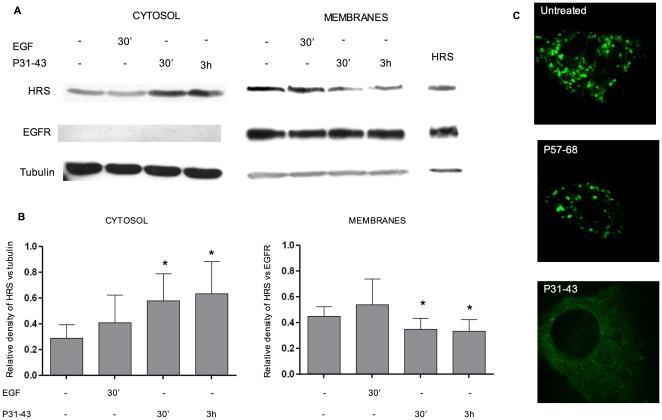 https://cdn.ncbi.nlm.nih.gov/pmc/blobs/2494/2923621/3e17fc617ebe/pone.0012246.g006.jpg