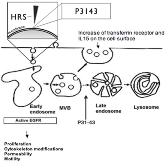https://cdn.ncbi.nlm.nih.gov/pmc/blobs/2494/2923621/5c8197133659/pone.0012246.g009.jpg