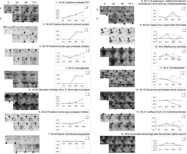 https://cdn.ncbi.nlm.nih.gov/pmc/blobs/2496/2826652/a080413d61b9/jexboterp373f05_ht.jpg