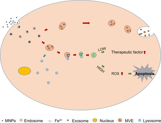 https://cdn.ncbi.nlm.nih.gov/pmc/blobs/249b/10307851/26a2c00a3d7a/41420_2023_1490_Fig1_HTML.jpg