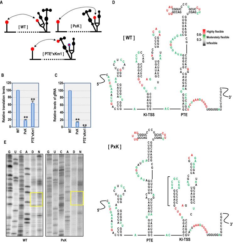 https://cdn.ncbi.nlm.nih.gov/pmc/blobs/249f/5766195/51d152146a75/gkx643fig5.jpg