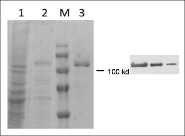 https://cdn.ncbi.nlm.nih.gov/pmc/blobs/24a1/2898767/f170a309cc67/1423-0127-17-49-1.jpg
