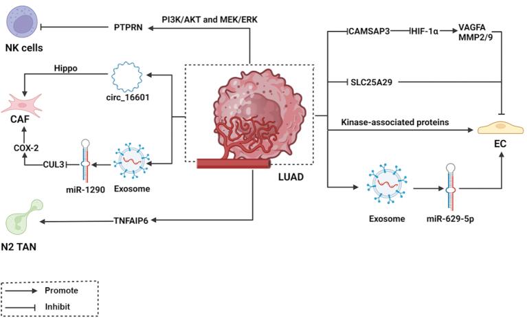 https://cdn.ncbi.nlm.nih.gov/pmc/blobs/24a3/12037101/c7e48d8e1d8e/cm9-138-0905-g003.jpg