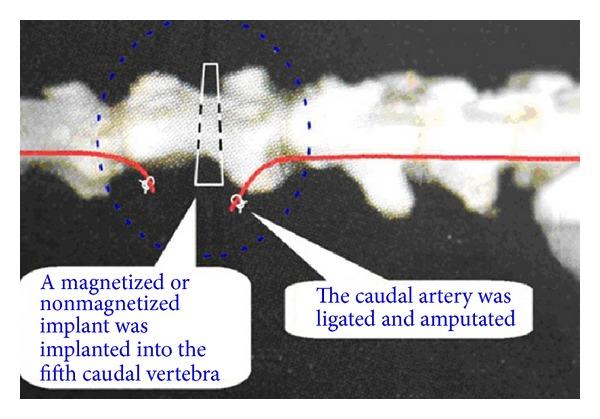 https://cdn.ncbi.nlm.nih.gov/pmc/blobs/24a4/3877601/95fc49a265ab/ECAM2013-746968.002.jpg