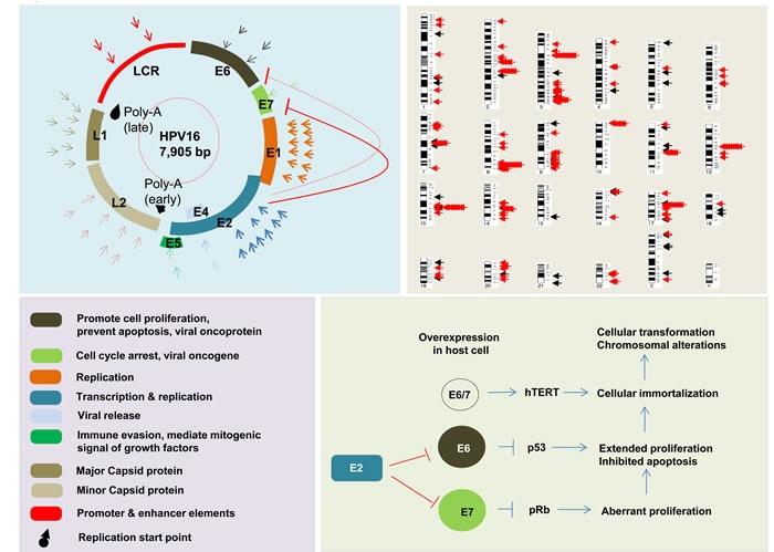 https://cdn.ncbi.nlm.nih.gov/pmc/blobs/24a6/5352450/3ae657b6a5a0/oncotarget-08-8877-g001.jpg