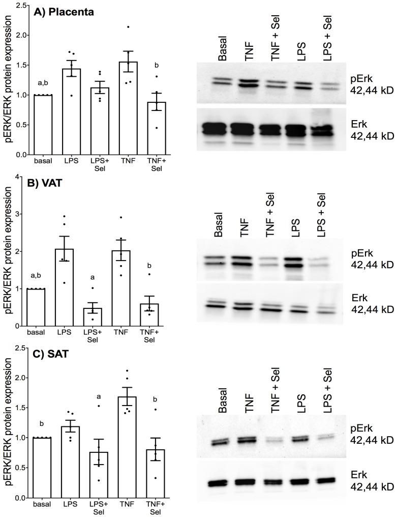 https://cdn.ncbi.nlm.nih.gov/pmc/blobs/24a9/9416138/8c04208560a0/nutrients-14-03286-g011.jpg