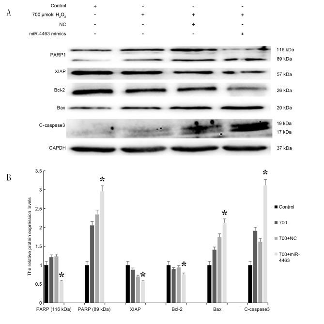 https://cdn.ncbi.nlm.nih.gov/pmc/blobs/24aa/5547966/7632e5191f86/MMR-16-03-3242-g06.jpg