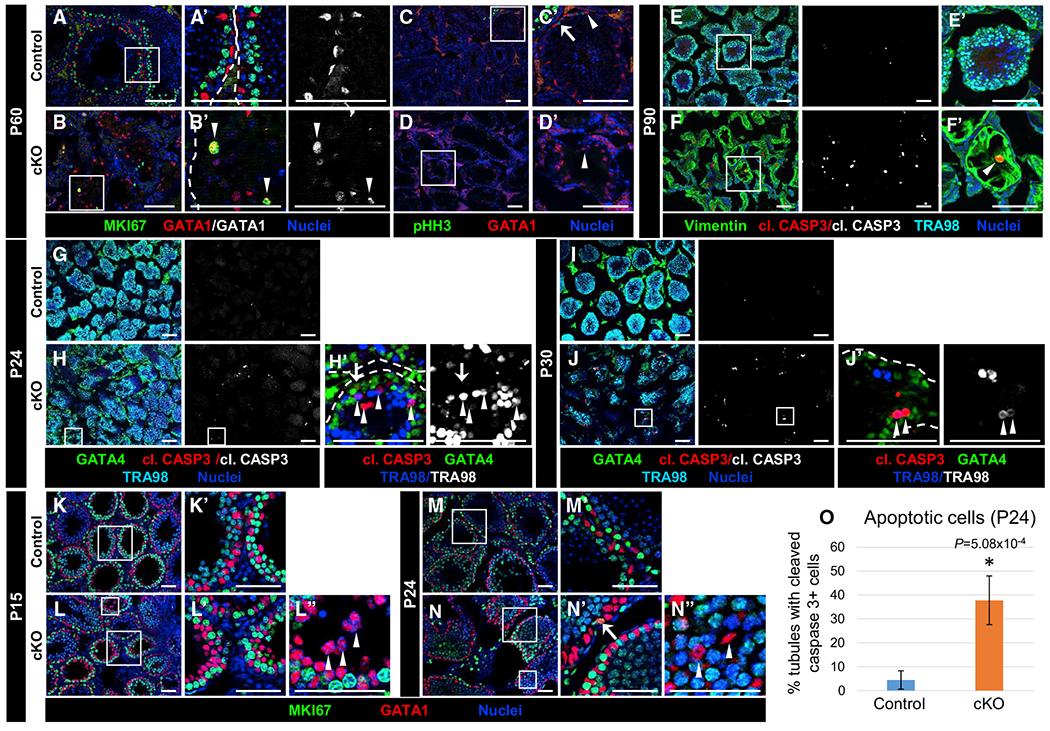 https://cdn.ncbi.nlm.nih.gov/pmc/blobs/24aa/8604081/5bd8c54bfcc9/nihms-1751633-f0004.jpg