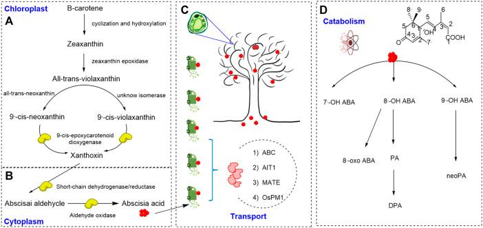 https://cdn.ncbi.nlm.nih.gov/pmc/blobs/24aa/9355028/609fec84e838/fchem-10-967404-g001.jpg