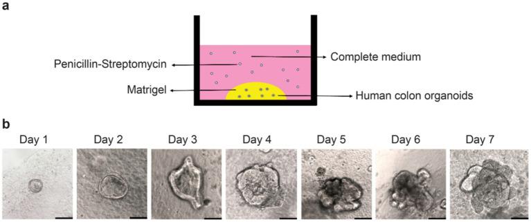https://cdn.ncbi.nlm.nih.gov/pmc/blobs/24ab/12119514/672fd80bc817/fmicb-16-1550913-g005.jpg