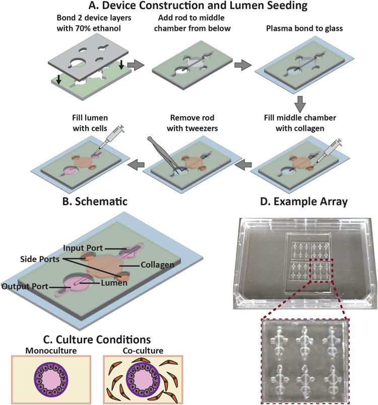 https://cdn.ncbi.nlm.nih.gov/pmc/blobs/24ad/5940820/102c20909895/41598_2018_25461_Fig1_HTML.jpg