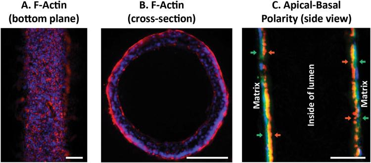 https://cdn.ncbi.nlm.nih.gov/pmc/blobs/24ad/5940820/92a7a1c093b2/41598_2018_25461_Fig2_HTML.jpg