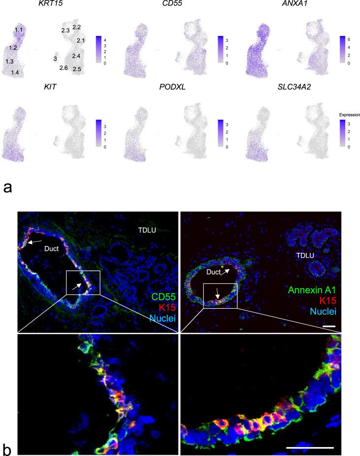 https://cdn.ncbi.nlm.nih.gov/pmc/blobs/24ae/9276673/6ddf4e767cb1/41523_2022_444_Fig3_HTML.jpg