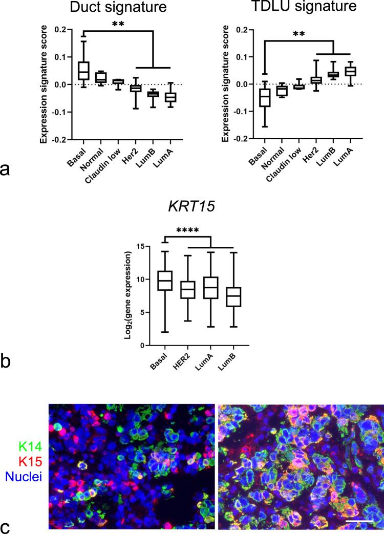 https://cdn.ncbi.nlm.nih.gov/pmc/blobs/24ae/9276673/baed5d6a5752/41523_2022_444_Fig4_HTML.jpg
