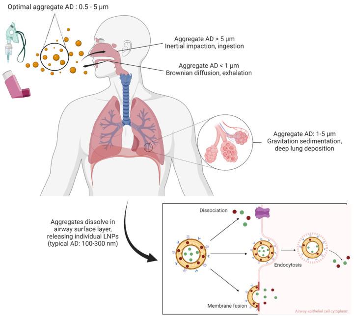 https://cdn.ncbi.nlm.nih.gov/pmc/blobs/24b0/9496059/fc3bfb06d9c6/biomedicines-10-02179-g003.jpg