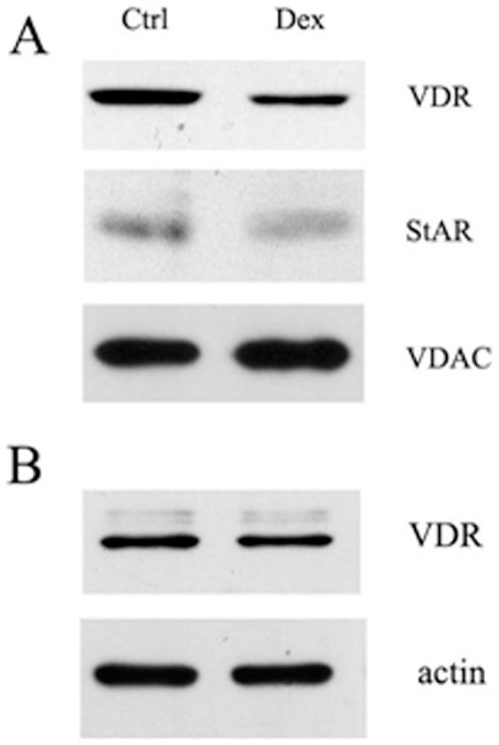 https://cdn.ncbi.nlm.nih.gov/pmc/blobs/24b1/3551909/1104b8289011/pone.0054716.g005.jpg