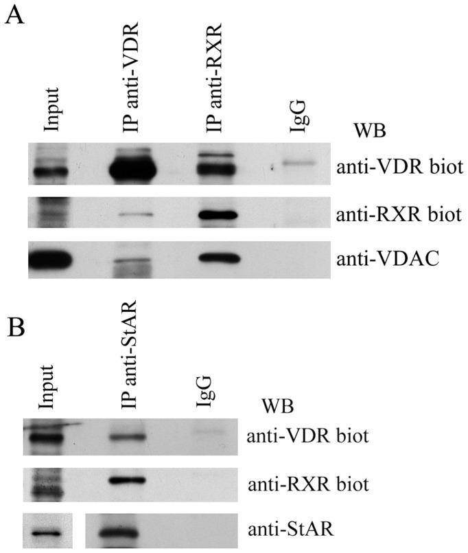 https://cdn.ncbi.nlm.nih.gov/pmc/blobs/24b1/3551909/da64e5c6729b/pone.0054716.g002.jpg