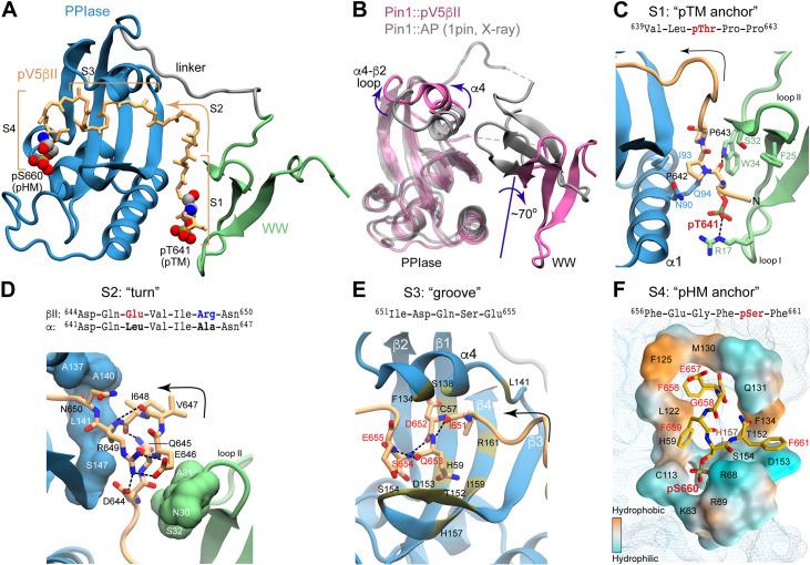 https://cdn.ncbi.nlm.nih.gov/pmc/blobs/24b2/11060717/9bd24ef7f5bb/elife-92884-fig6.jpg