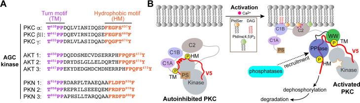 https://cdn.ncbi.nlm.nih.gov/pmc/blobs/24b2/11060717/afc48fde7b0c/elife-92884-fig8.jpg
