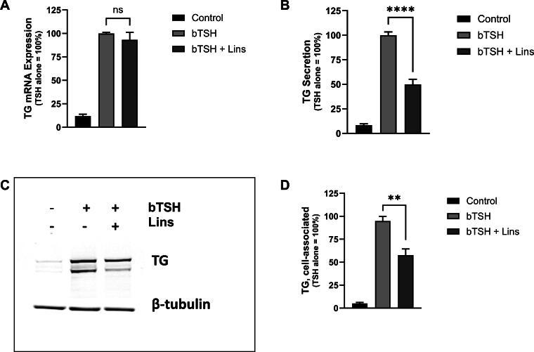 https://cdn.ncbi.nlm.nih.gov/pmc/blobs/24b2/11984798/0b0cc94c9f27/thy.2024.0393_figure3.jpg