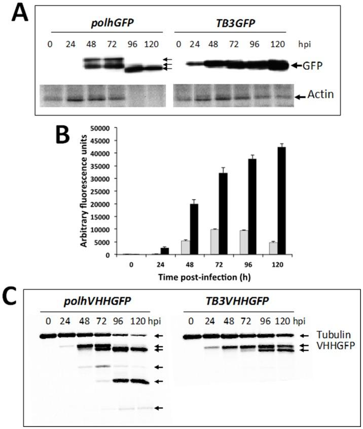 https://cdn.ncbi.nlm.nih.gov/pmc/blobs/24b4/4019511/7c194457529d/pone.0096562.g005.jpg