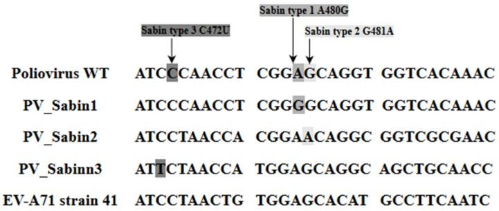https://cdn.ncbi.nlm.nih.gov/pmc/blobs/24b5/6024729/bc36000b8b7a/viruses-10-00320-g003.jpg
